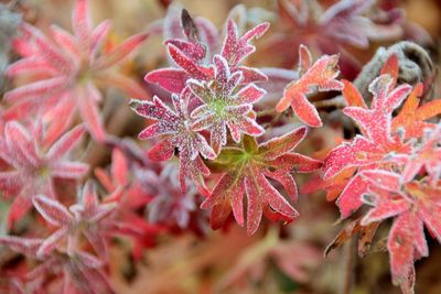 Close-up of red flowering plant