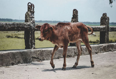 Horse standing on field