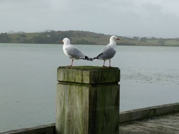 Seagull perching on wooden post