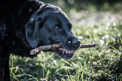 Close-up of dog looking away