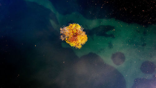 Low angle view of tree against sky at night