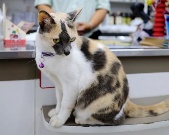Cat sitting on table at home