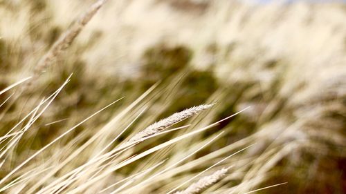 Close-up of fresh grass in field