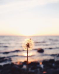 Close-up of flower on beach against sky during sunset