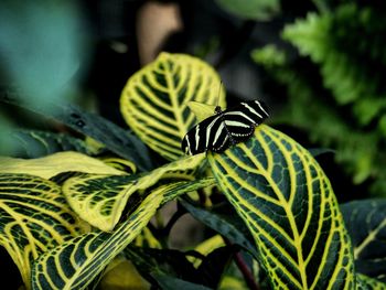 Close-up of butterfly on leaf