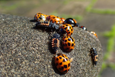 Close-up of ladybug on leaf