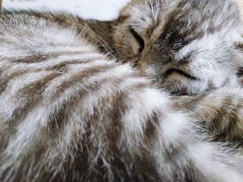 Close-up of cat sleeping