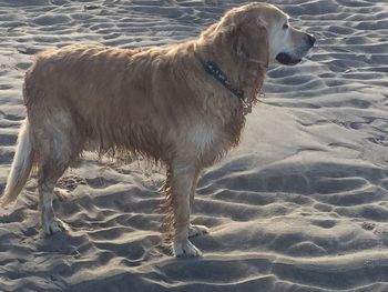 Dog on sand at beach