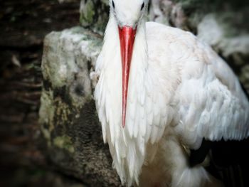 Close-up of a bird