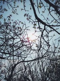 branch