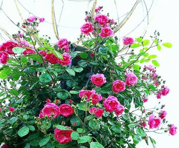 Close-up of pink flowering plants