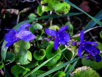 Close-up of wet purple flowers