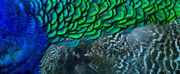 Close-up of peacock