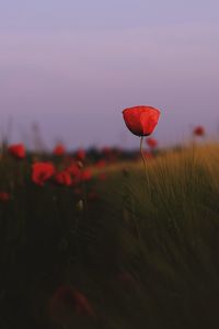 Close-up of red poppy on field against sky during sunset