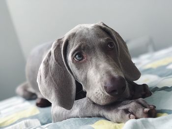 Close-up portrait of a dog looking away