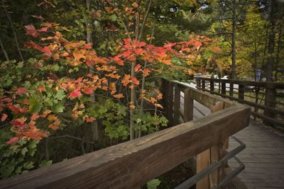 View of garden in autumn