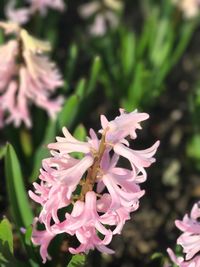 Close-up of pink flowers blooming outdoors