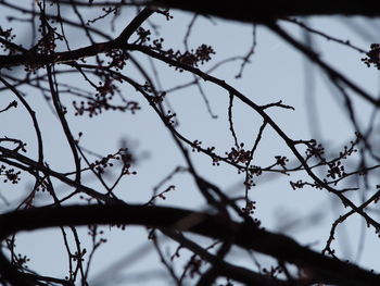 Low angle view of silhouette plants against sky