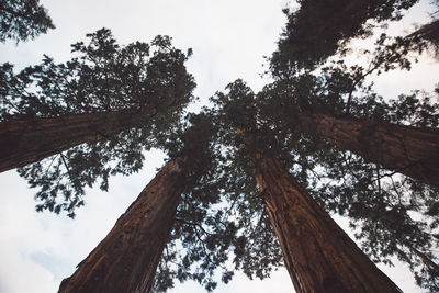 Low angle view of trees against sky