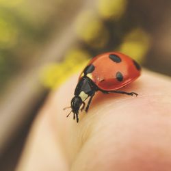 Close-up of ladybug