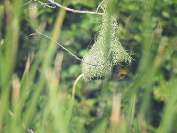 Close-up of insect on blade of grass