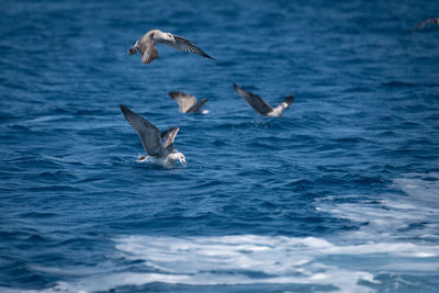 View of birds swimming in sea