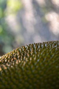 Close-up of spiked plant