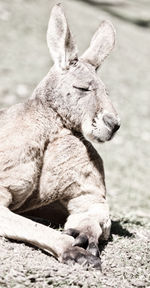 View of baby sitting on land