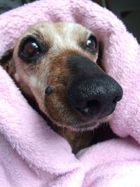 Close-up of dog wrapped in blanket at home