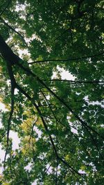 Low angle view of trees in forest