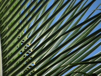 Full frame shot of palm leaves