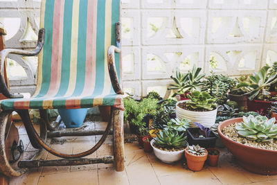 Close-up of potted plants on window