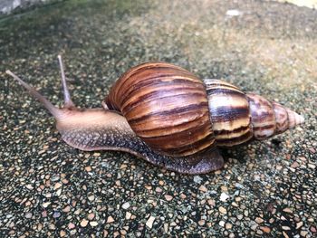 High angle view of snail