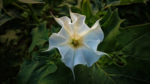 Close-up of flower blooming outdoors