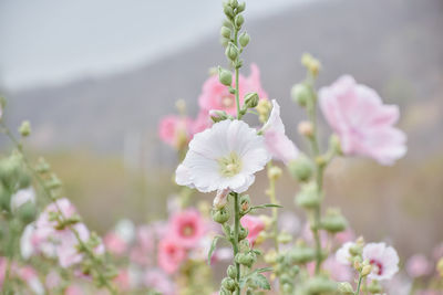 Close-up of pink flowering plant