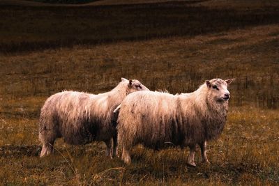 Sheep standing in a field