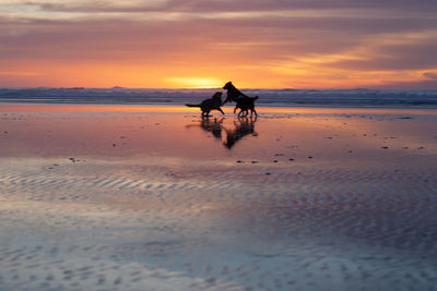 Horse riding horses on beach during sunset