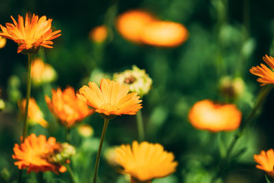 Close-up of orange flowering plants