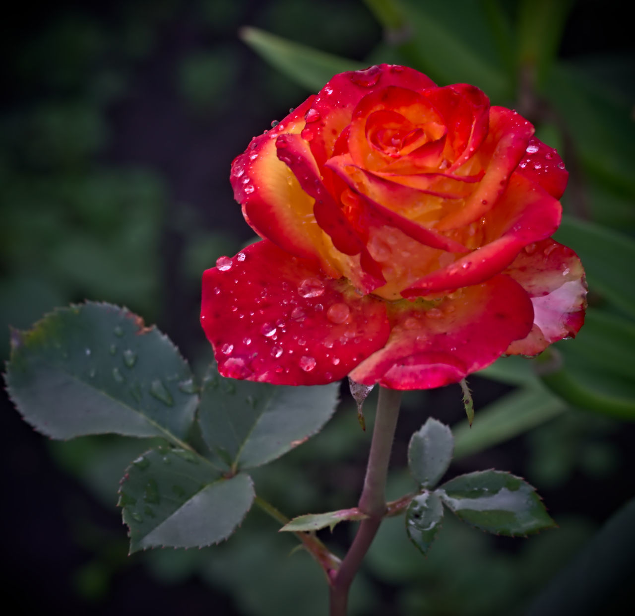 CLOSE-UP OF WET RED ROSE ON LEAF