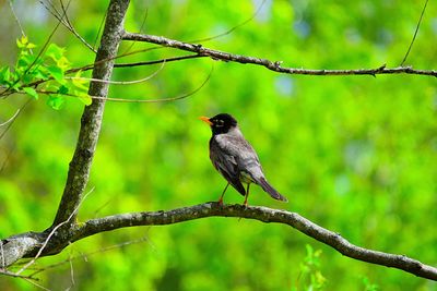 Bird perching on branch