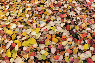 Full frame shot of autumn leaves