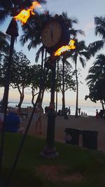 Illuminated street light and palm trees in park against sky