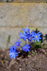 Close-up of purple flowering plant