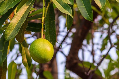 Close-up of fruit growing on tree