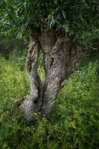 Close-up of tree trunk on field