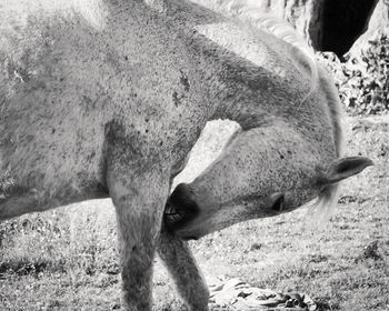 Close-up of horse grazing on field