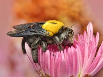 Close-up of bee pollinating flower