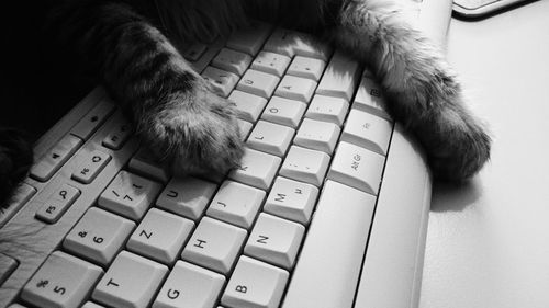 Cropped image of cat on computer keyboard