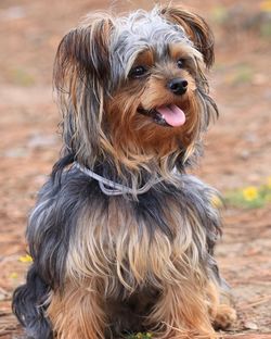 Close-up portrait of dog on field