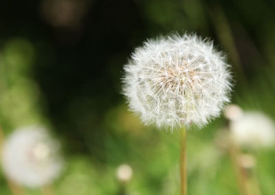 Close-up of dandelion flower